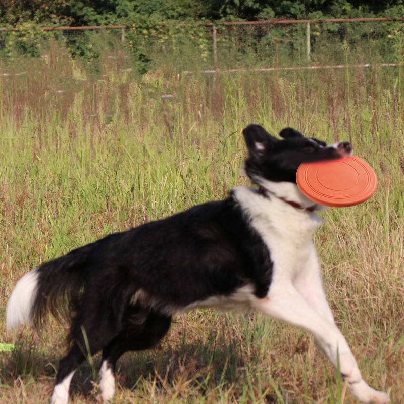 Miękki, żuwany dysk do zabawy  – Flying Disc Dog Training Toy recenzja i cena